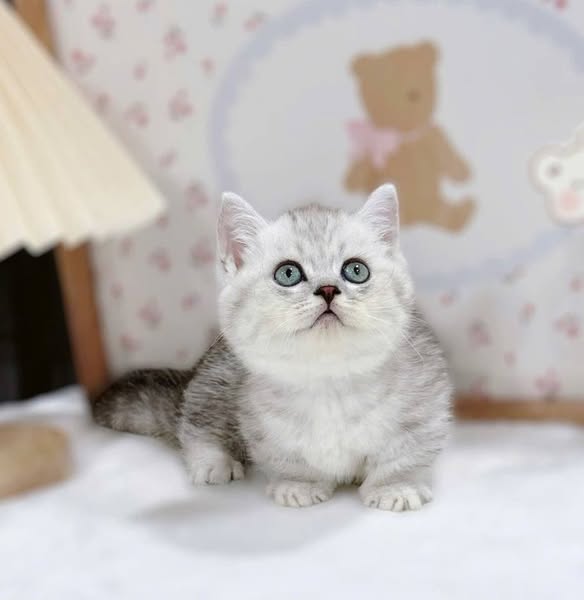 Munchkin