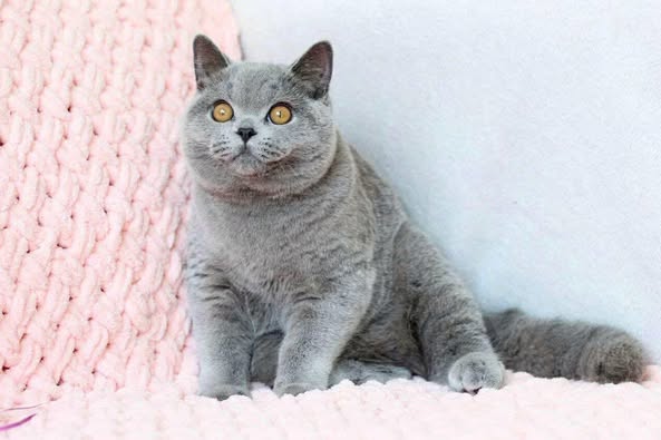 British Shorthair