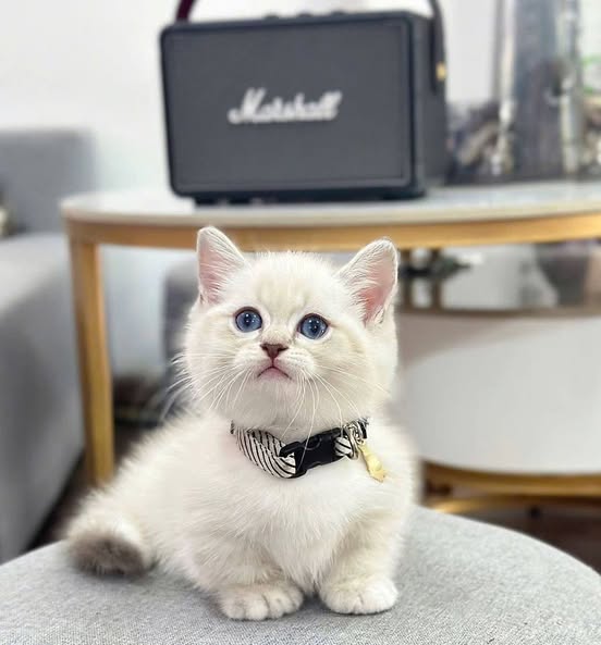 Munchkin