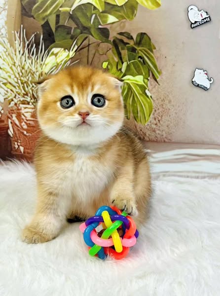 Scottish Fold