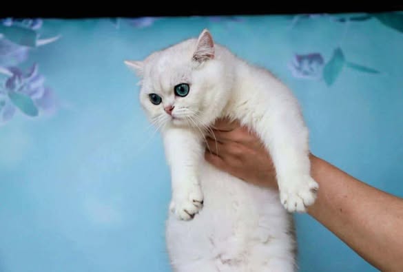 British Shorthair