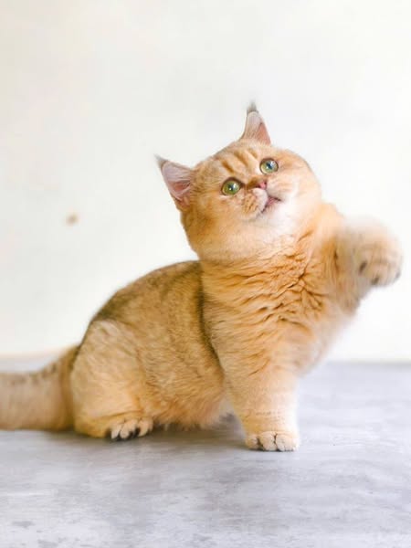 Munchkin