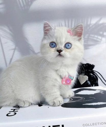 Munchkin