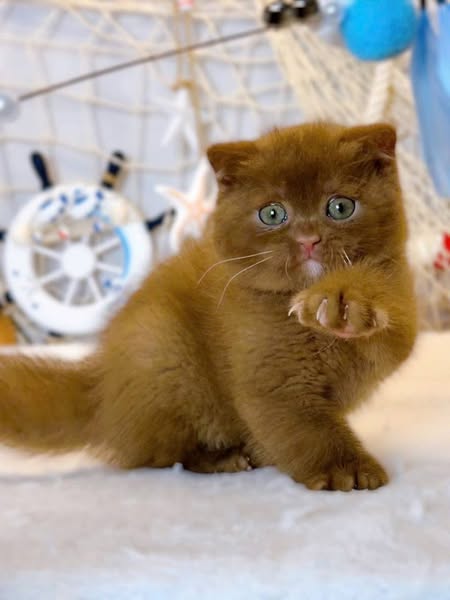 British Shorthair