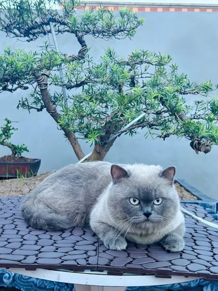 British Shorthair