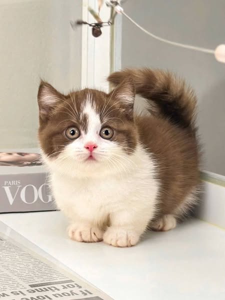 Munchkin