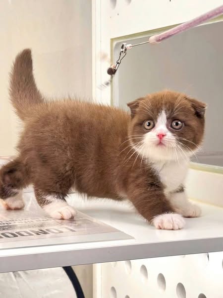 Scottish Fold
