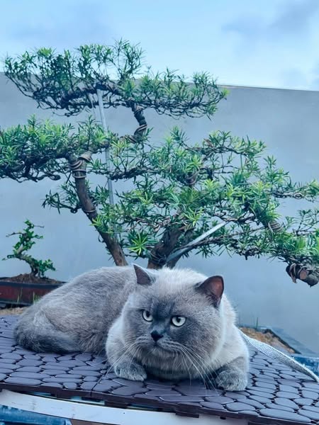 British Shorthair