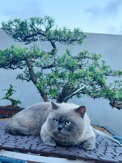 British Shorthair