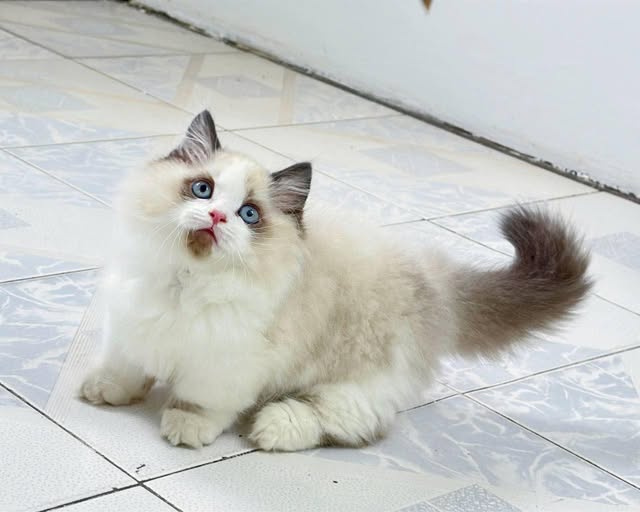 Munchkin Ragdoll