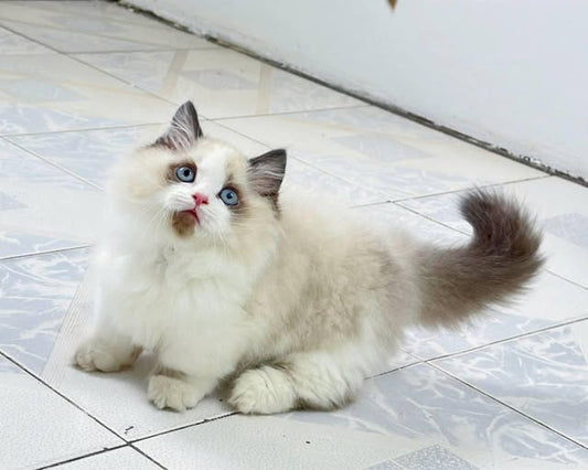 Munchkin Ragdoll