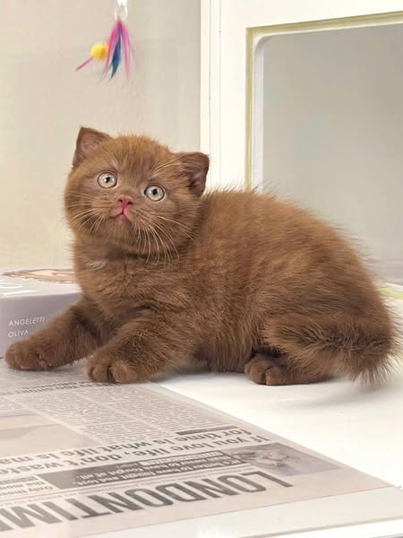 Scottish Fold