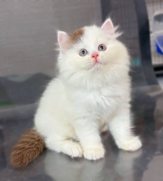 British Longhair