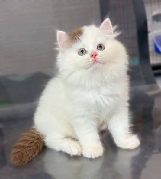 British Longhair