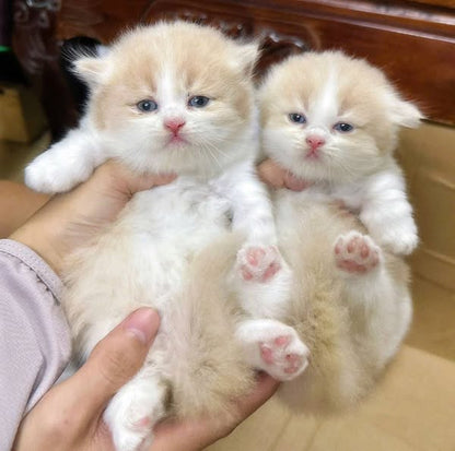 Munchkin Longhair