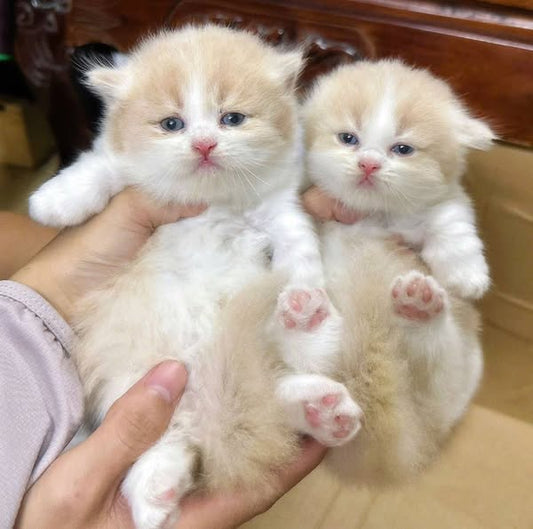 Munchkin Longhair