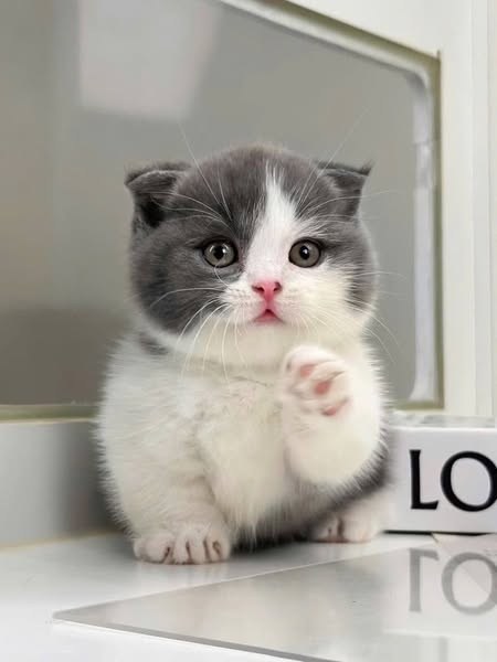 Munchkin Fold