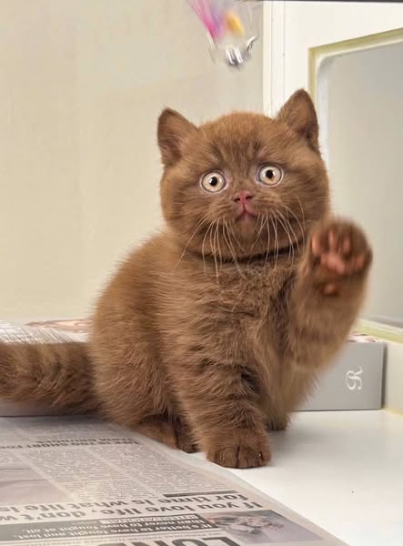British Shorthair