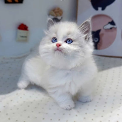 Munchkin Ragdoll
