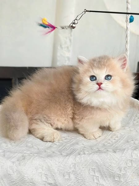 Munchkin Longhair