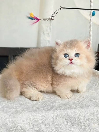 Munchkin Longhair
