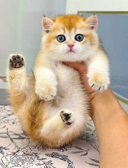 British Shorthair