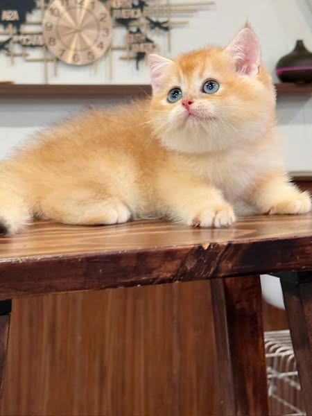 British Shorthair