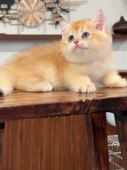 British Shorthair