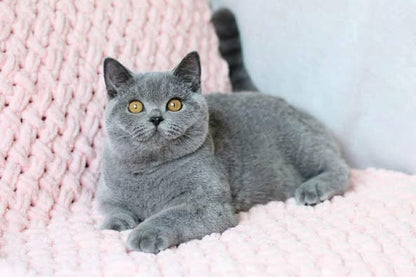 British Shorthair