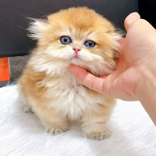 Munchkin Longhair
