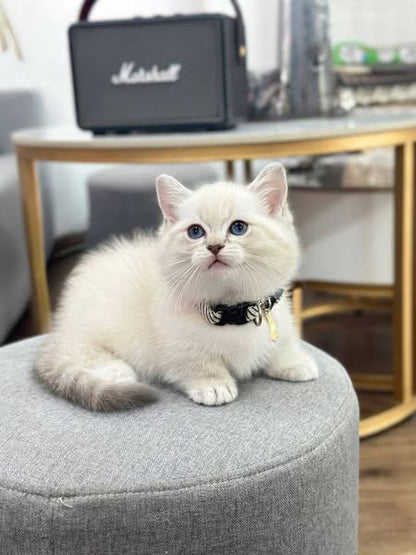 Munchkin