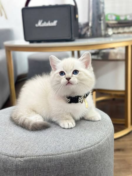 Munchkin