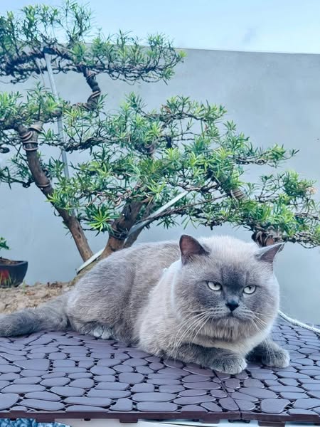 British Shorthair