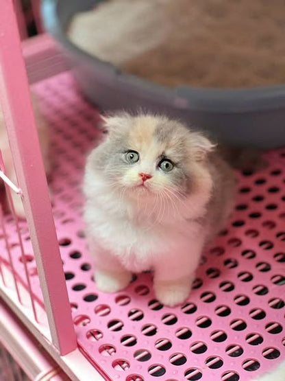 Munchkin Fold Longhair