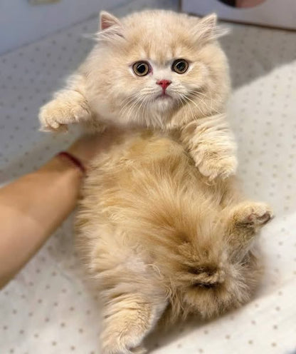 Munchkin Longhair