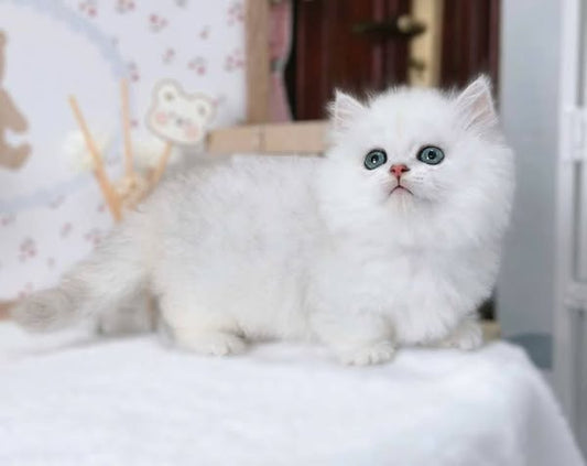 Munchkin Longhair