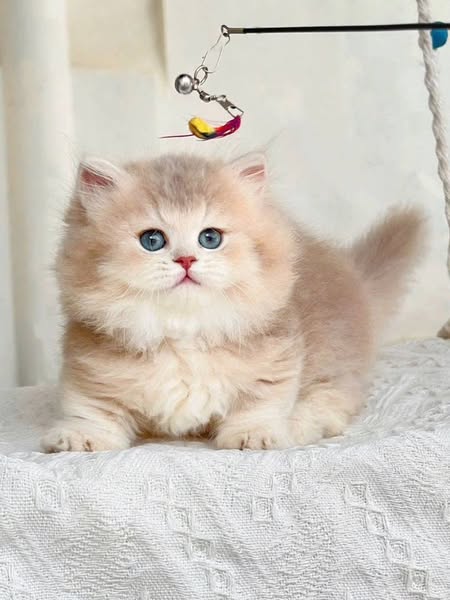 Munchkin Longhair