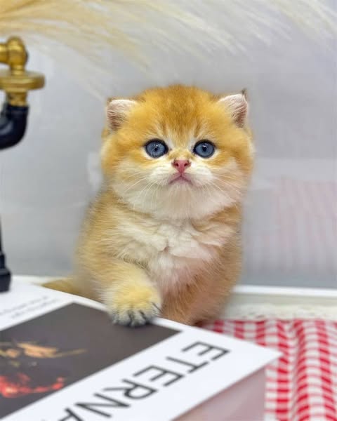 Scottish Fold