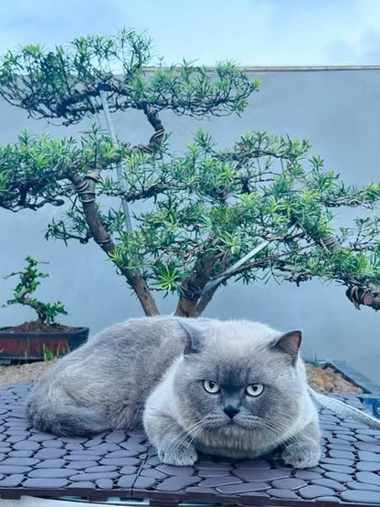 British Shorthair