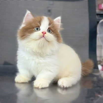 Munchkin Longhair