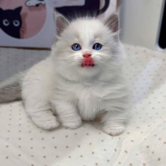 Munchkin Ragdoll