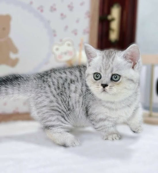 Munchkin