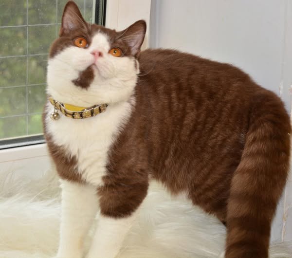 British Shorthair