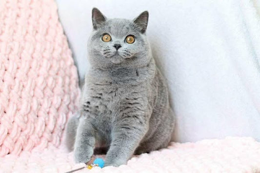 British Shorthair