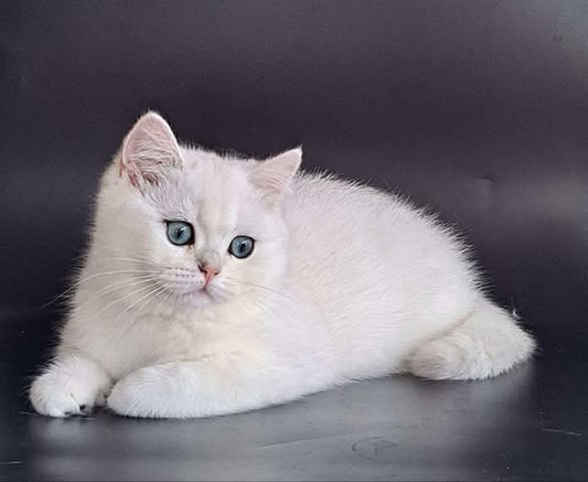 British Shorthair