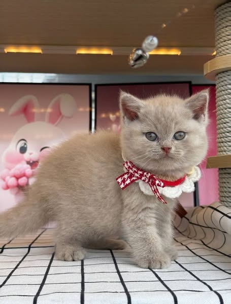 British Shorthair
