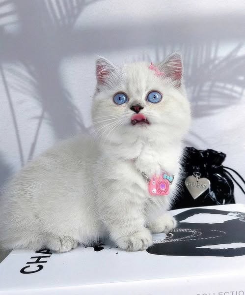 Munchkin