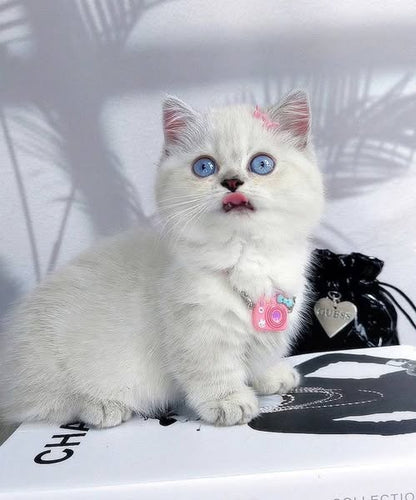 Munchkin