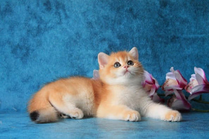 British Shorthair