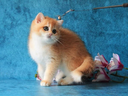 British Shorthair